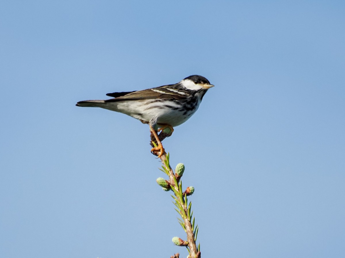 Blackpoll Warbler - ML620828631