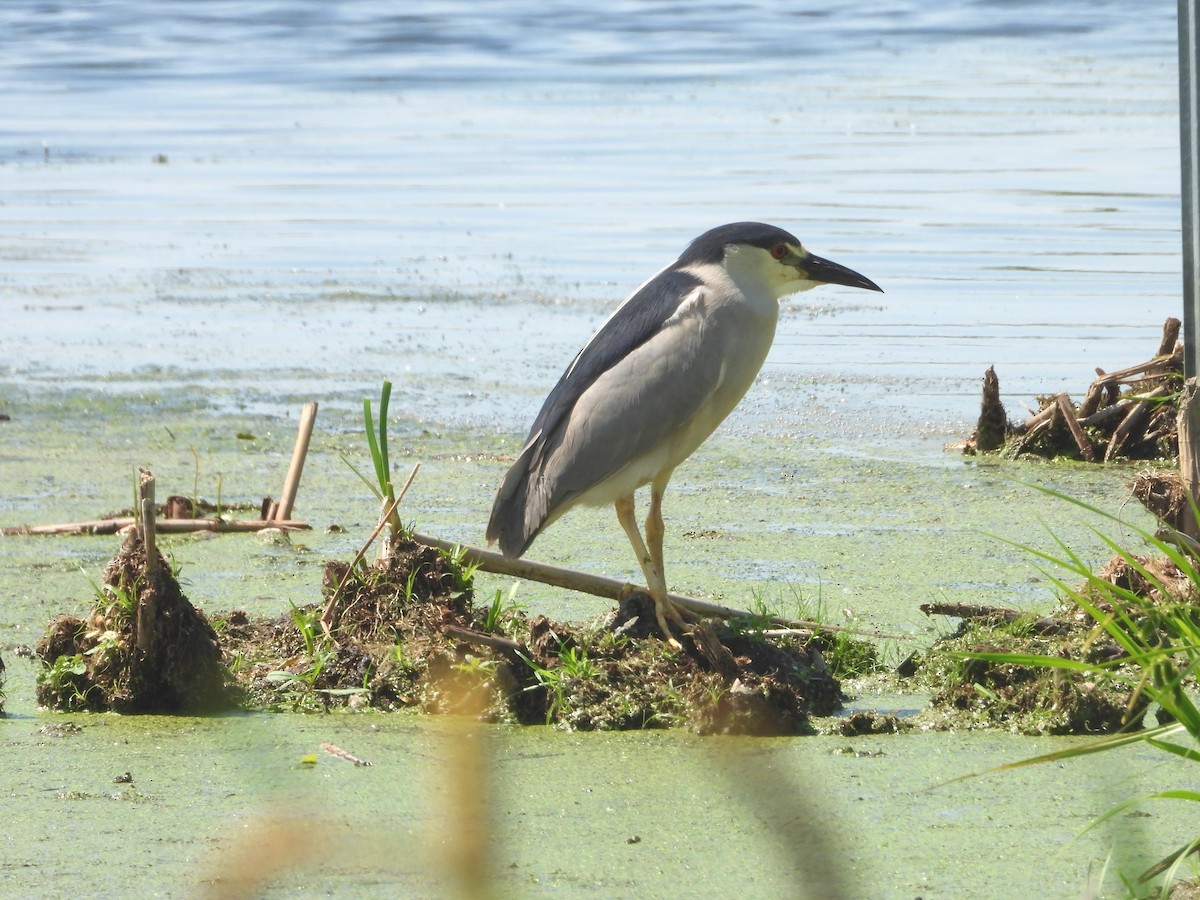 Black-crowned Night Heron - Charlotte Dallaire