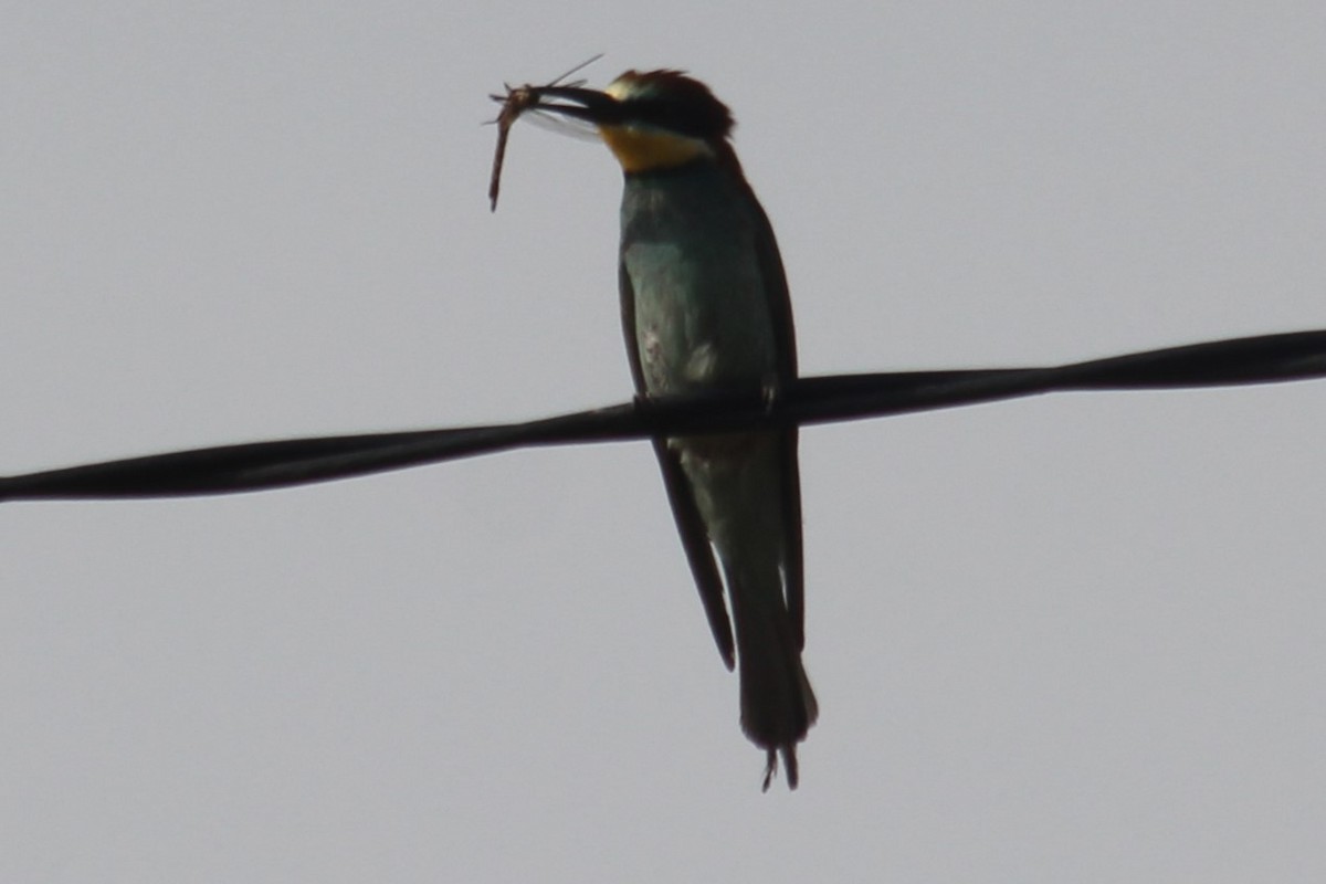 European Bee-eater - ML620828634