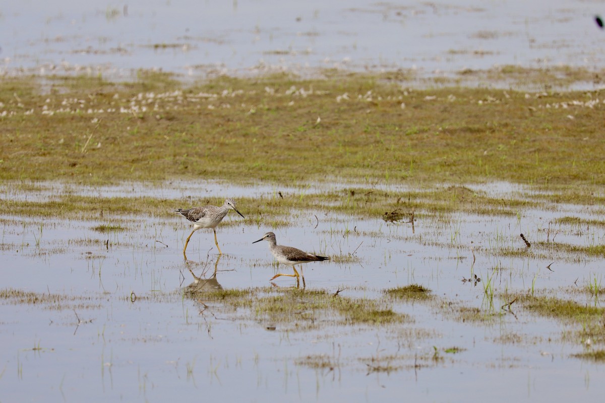 Greater Yellowlegs - ML620828635