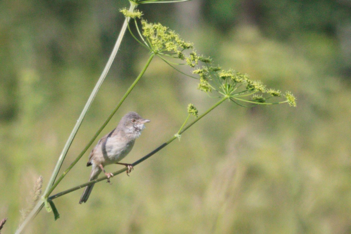 Greater Whitethroat - ML620828638