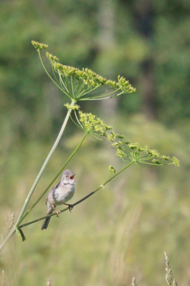 Greater Whitethroat - ML620828639