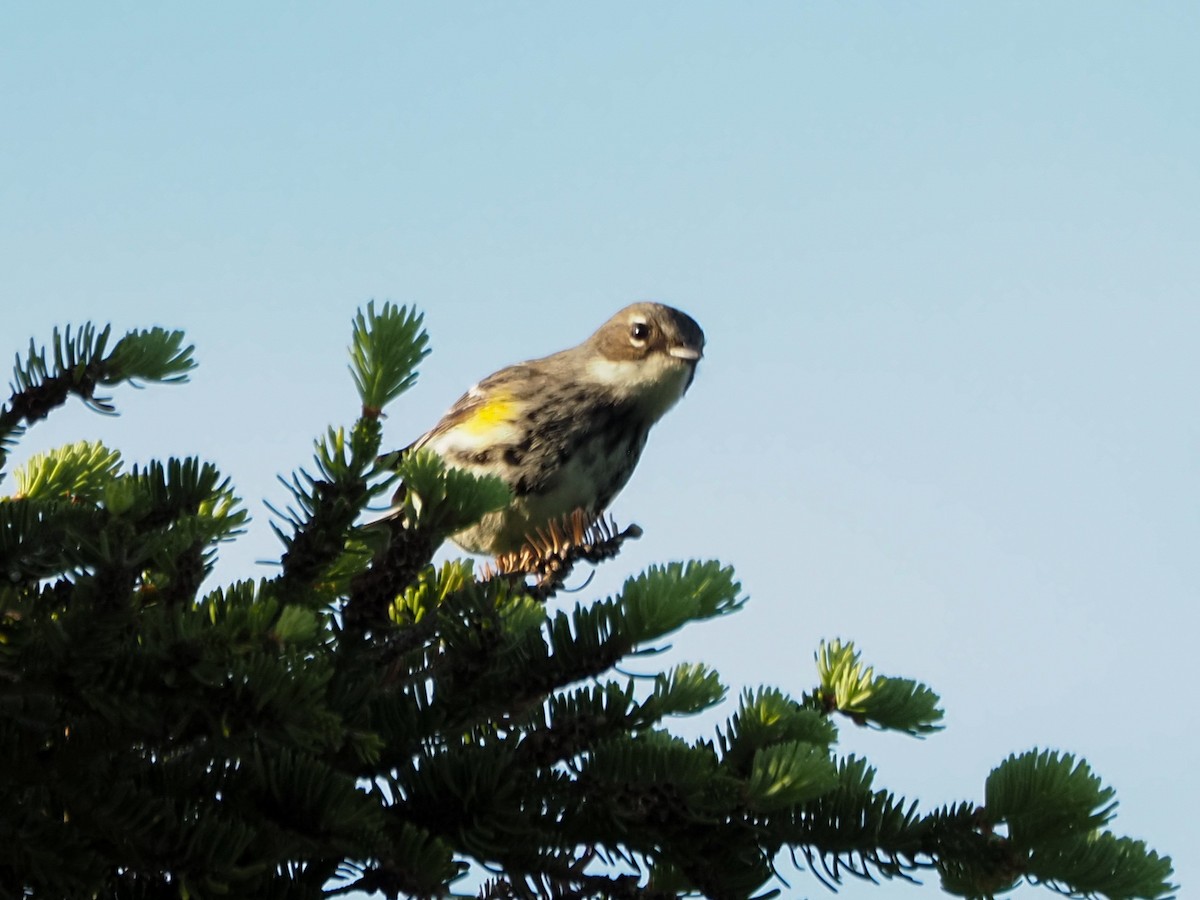 lesňáček žlutoskvrnný (ssp. coronata) - ML620828640