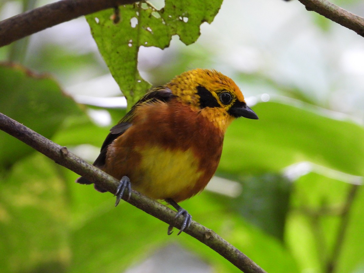 Golden Tanager - ML620828643