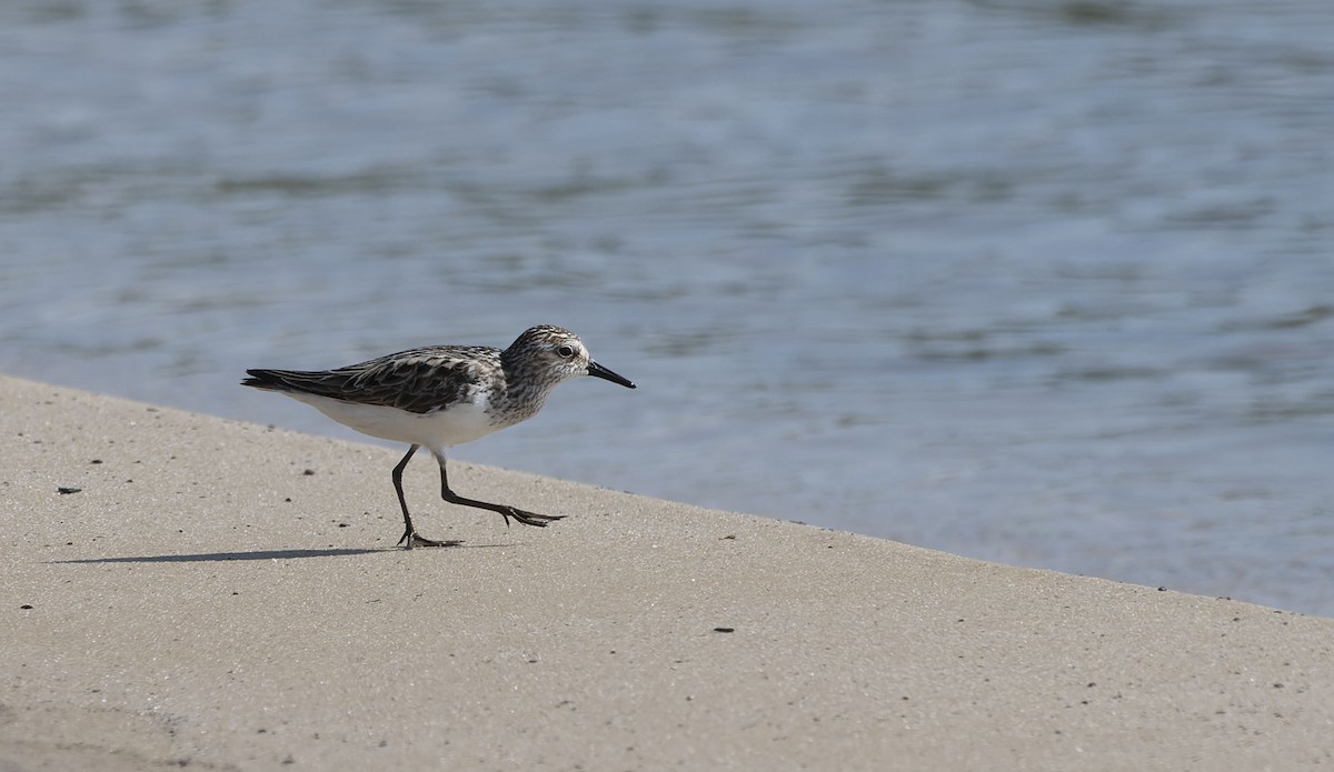 Semipalmated Sandpiper - ML620828647