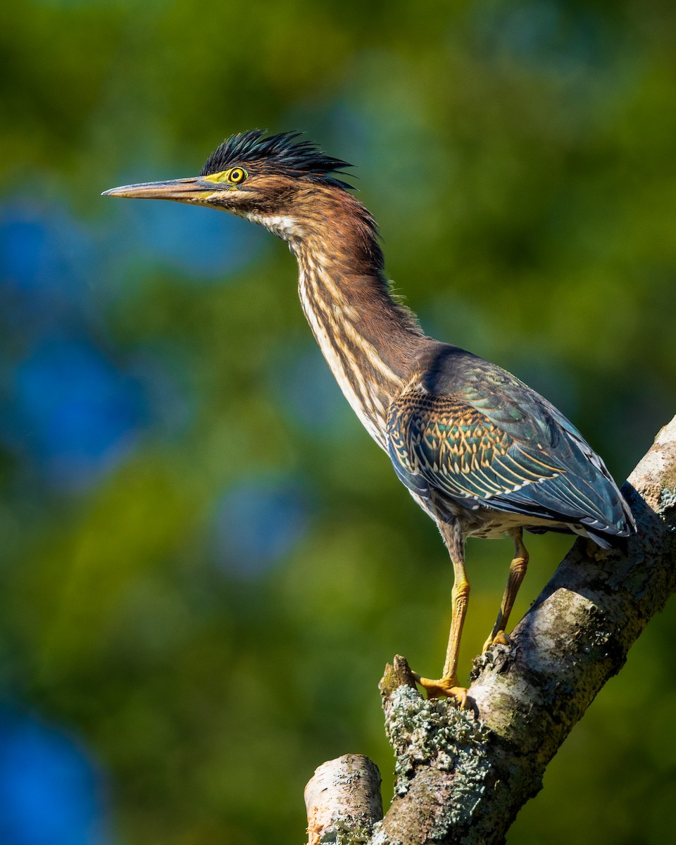 Green Heron - Todd Fibus