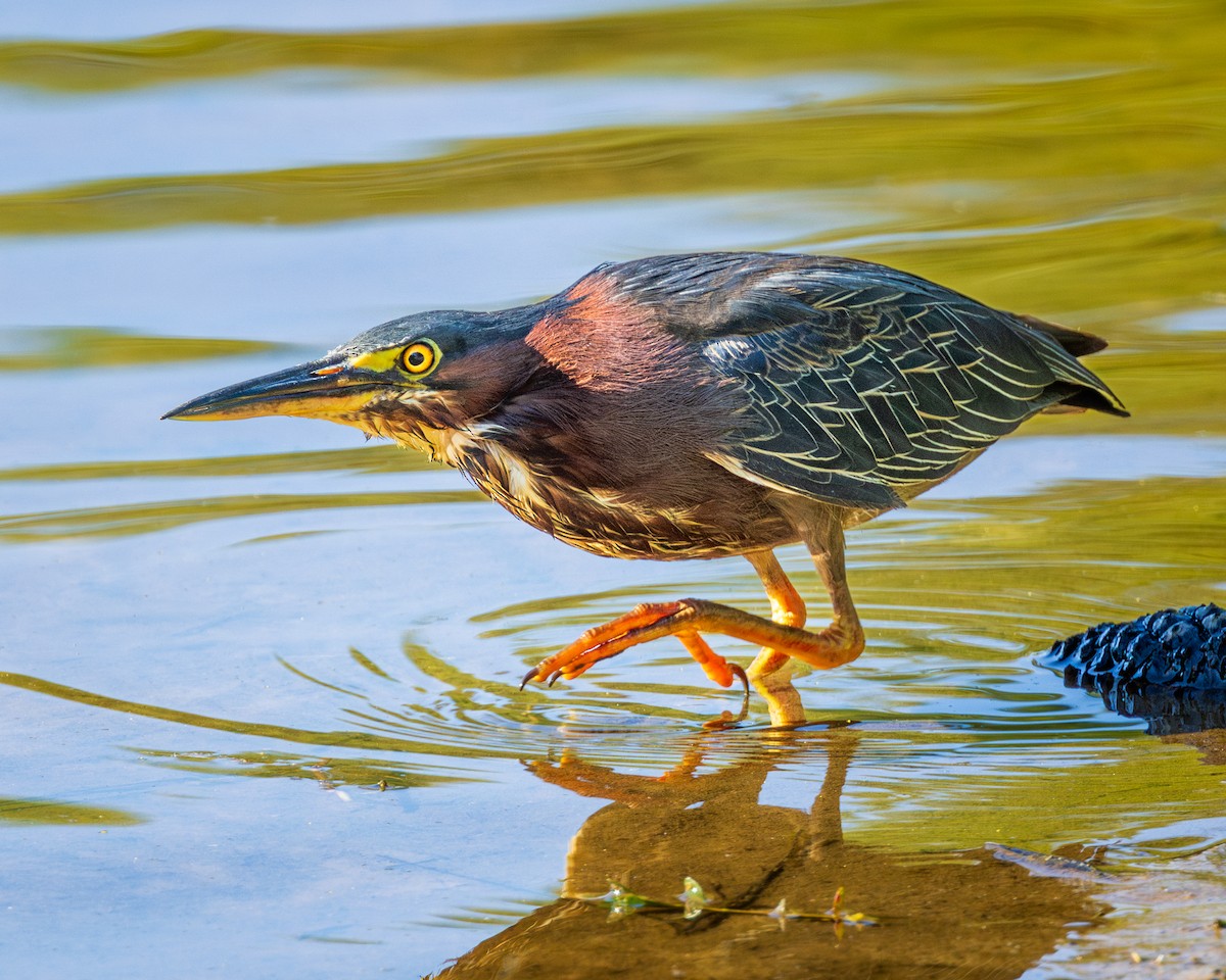 Green Heron - ML620828653