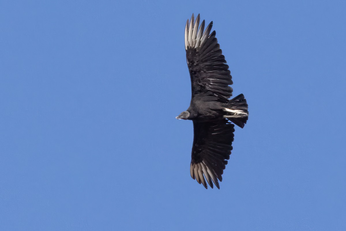 Black Vulture - ML620828667