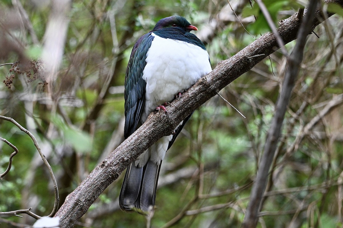 New Zealand Pigeon - ML620828670