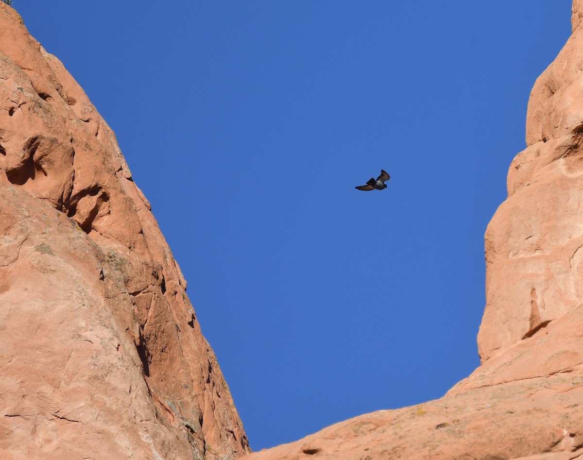 Rock Pigeon (Feral Pigeon) - ML620828673