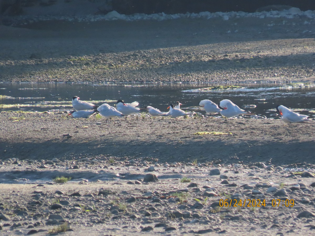 Caspian Tern - ML620828677