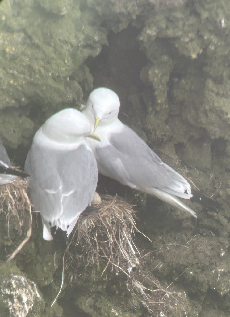 Black-legged Kittiwake - ML620828678