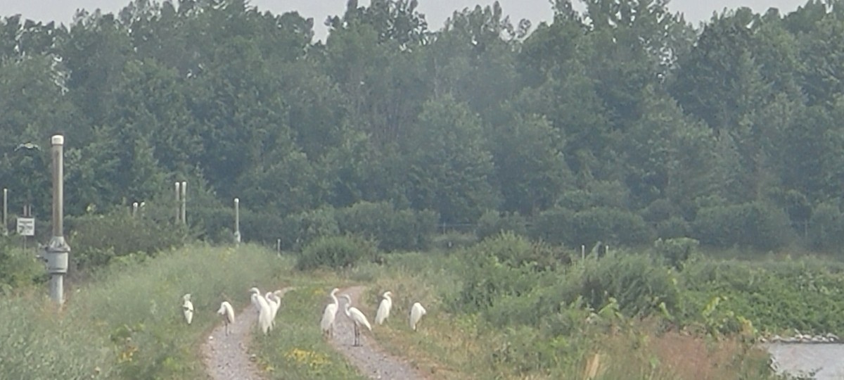 Great Egret - ML620828682