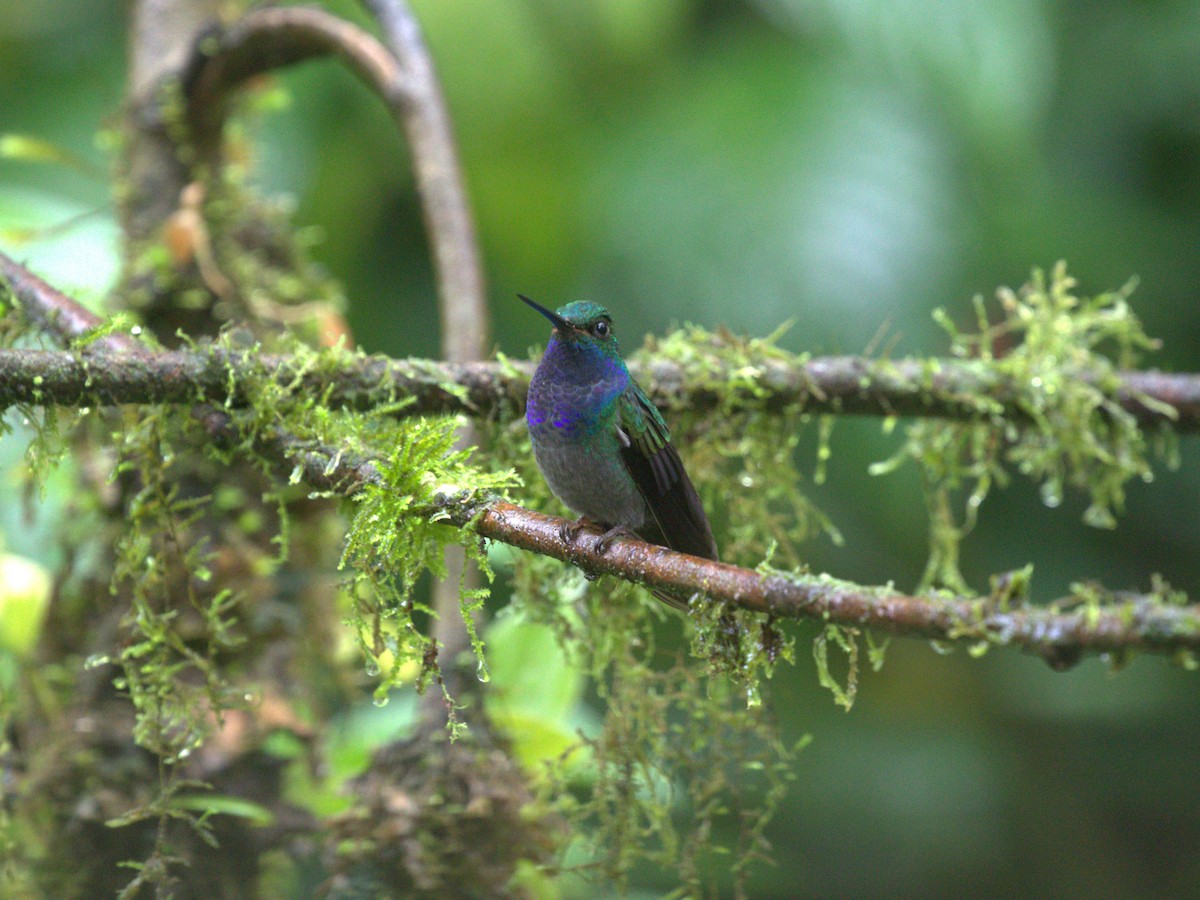 Green-backed Hillstar - ML620828684