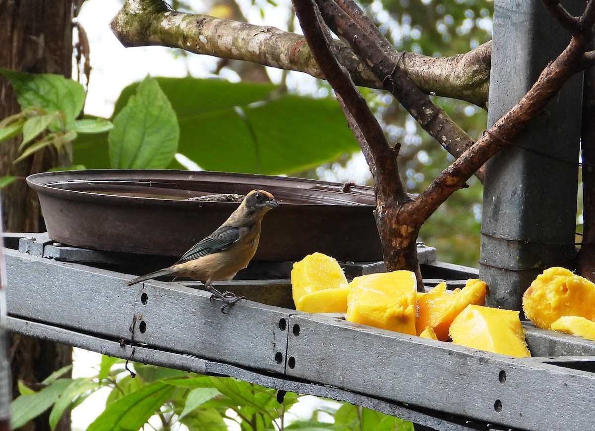 Burnished-buff Tanager - ML620828685