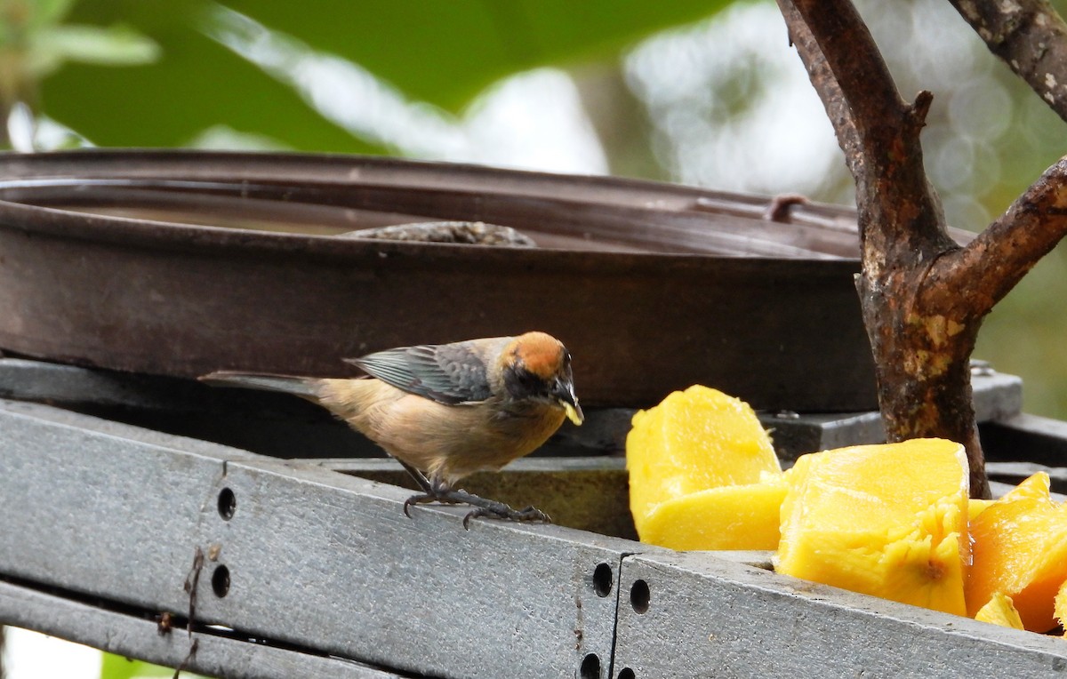 Burnished-buff Tanager - ML620828686