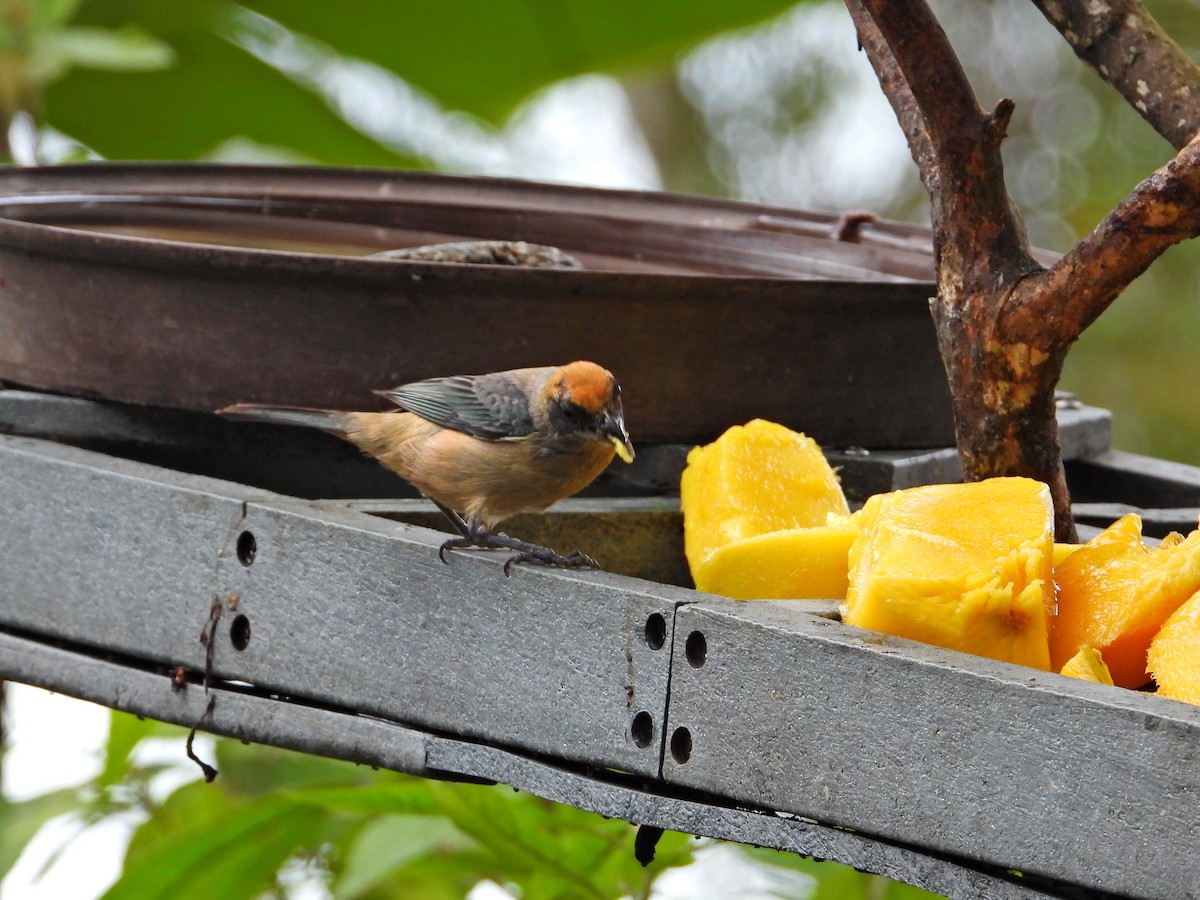 Burnished-buff Tanager - ML620828687