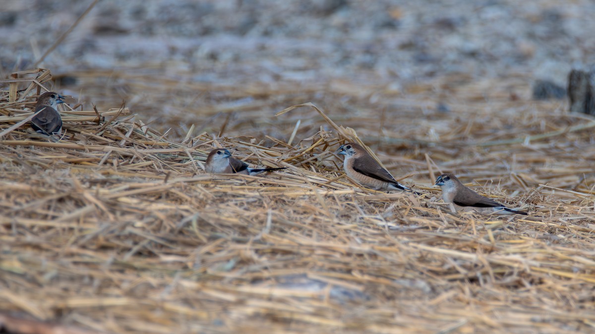 Indian Silverbill - ML620828691