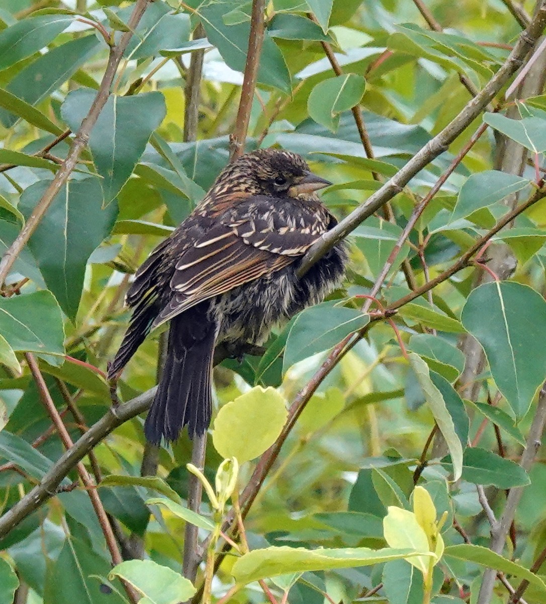 Red-winged Blackbird - ML620828693