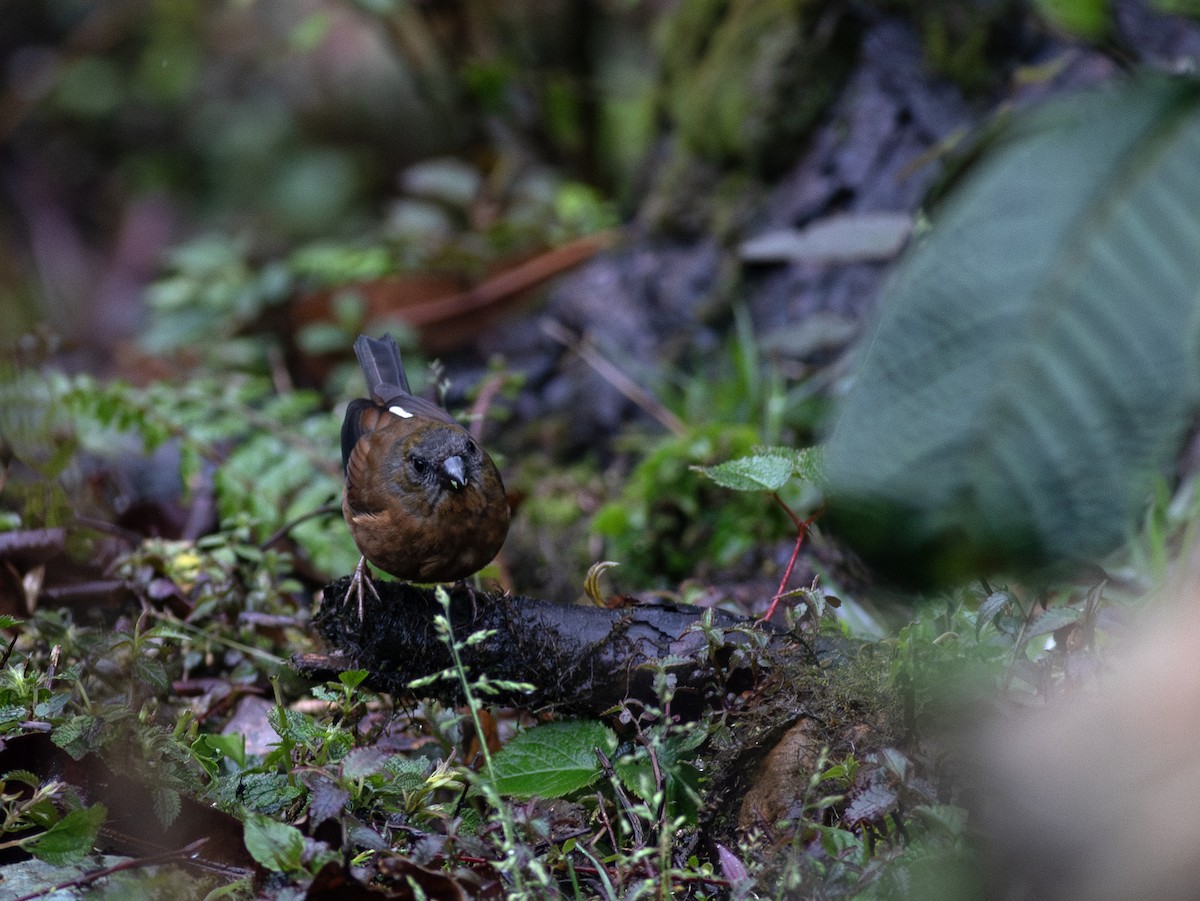 Gold-naped Finch - ML620828698