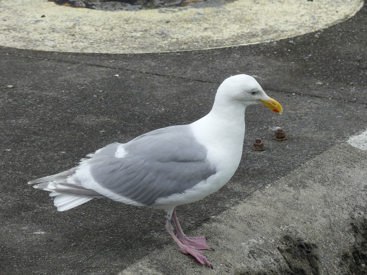 Glaucous-winged Gull - ML620828702