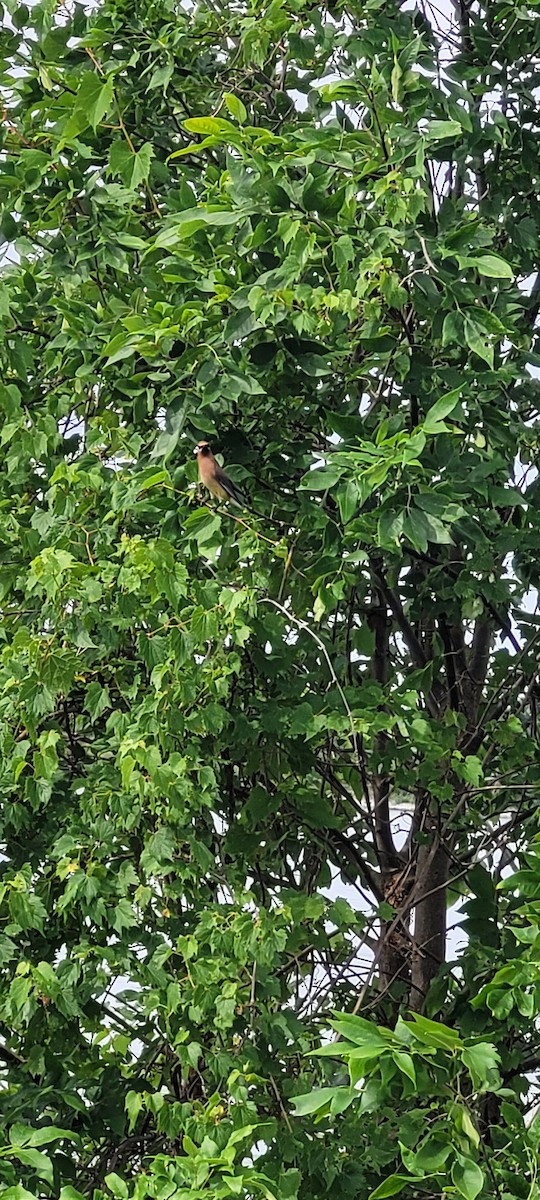 Cedar Waxwing - ML620828705