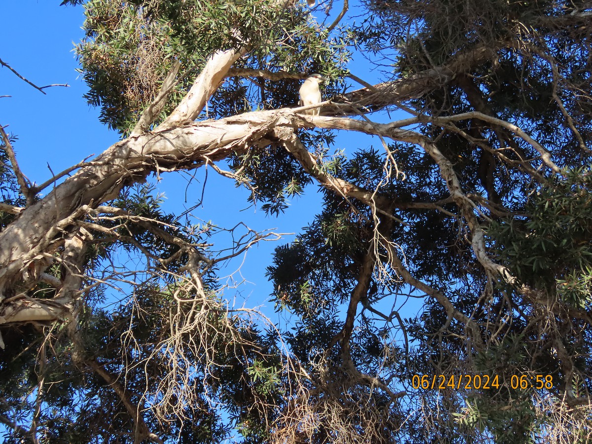 Black-crowned Night Heron - ML620828706