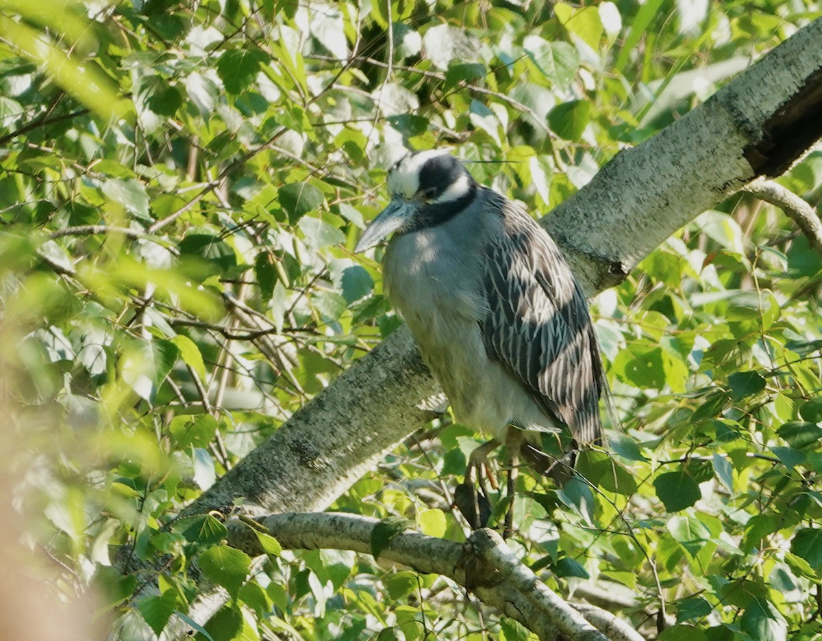 Yellow-crowned Night Heron - ML620828708