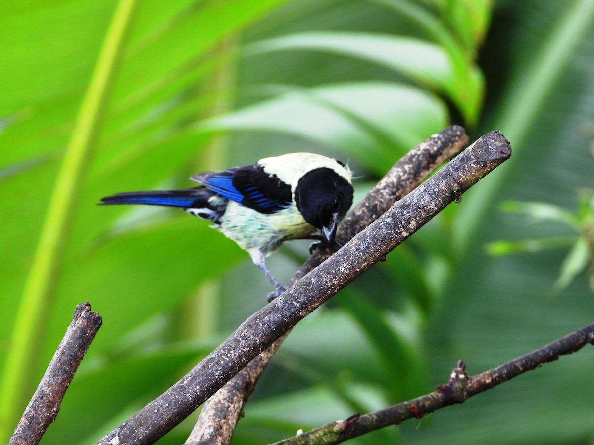 Black-headed Tanager - ML620828713