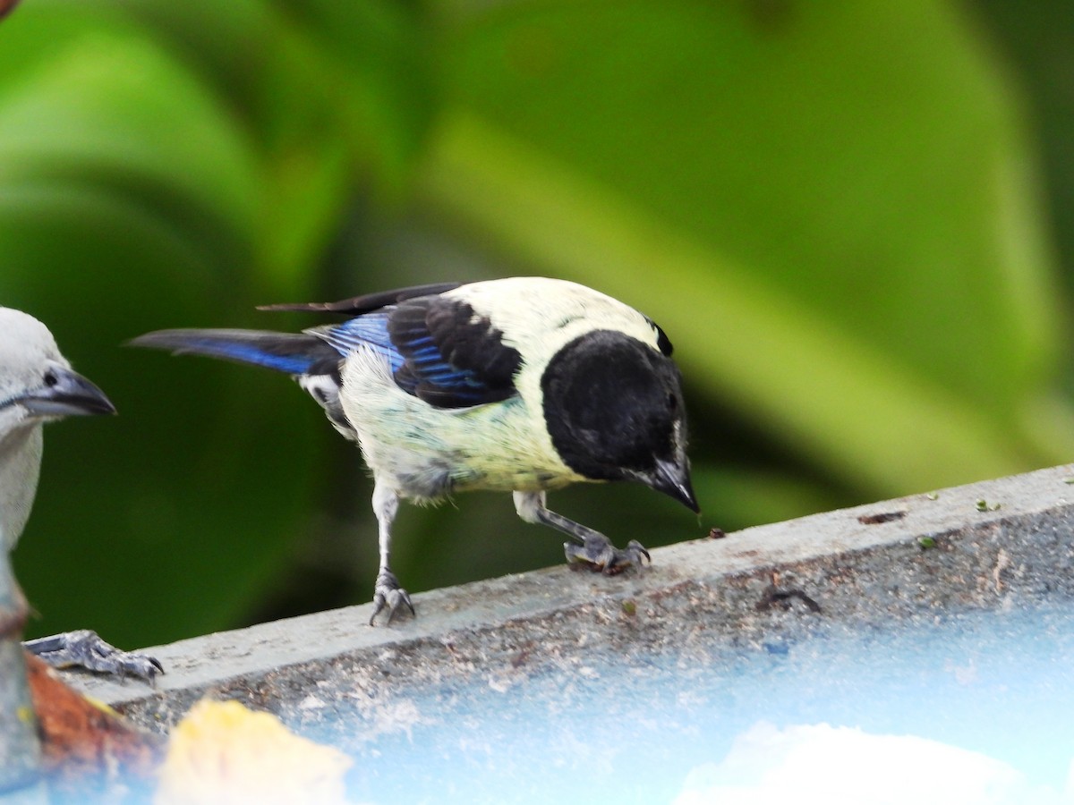 Black-headed Tanager - ML620828714