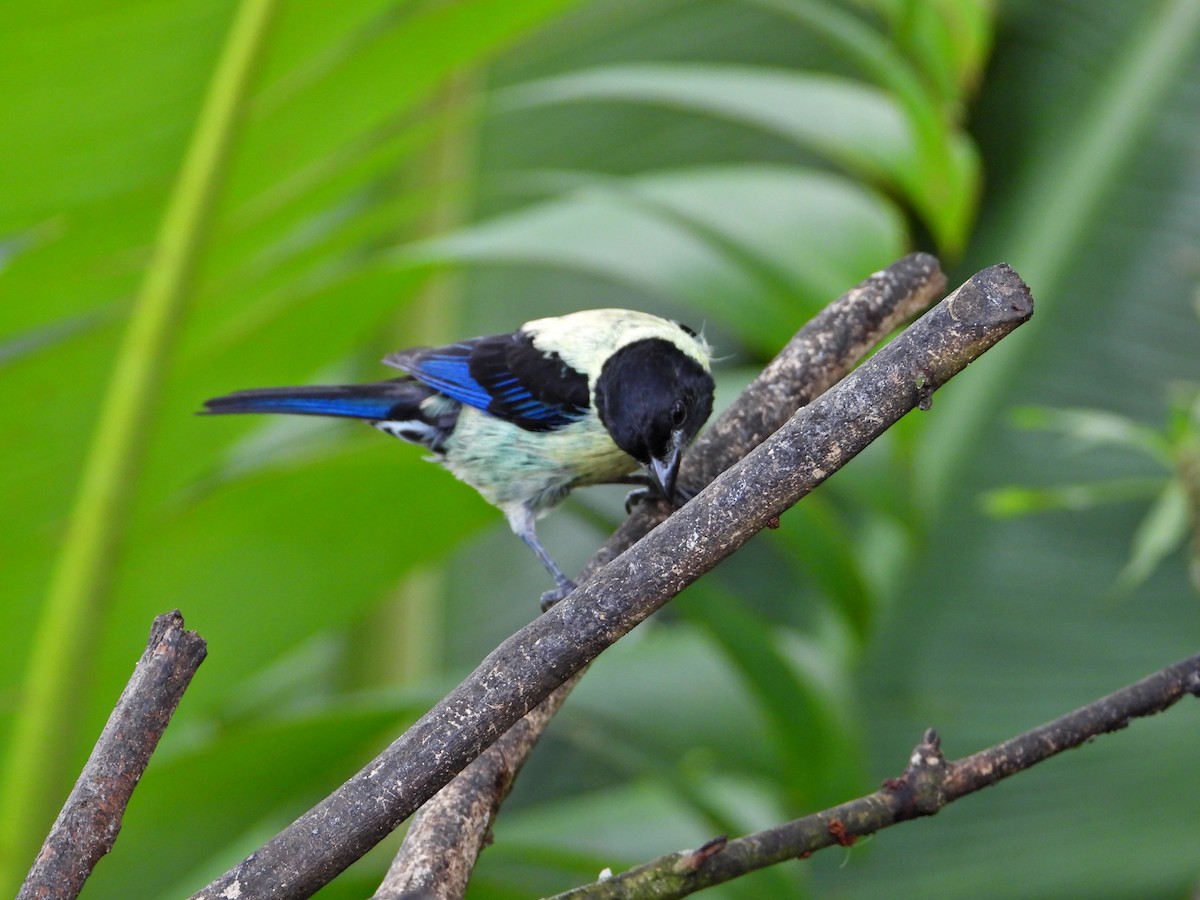 Black-headed Tanager - ML620828715