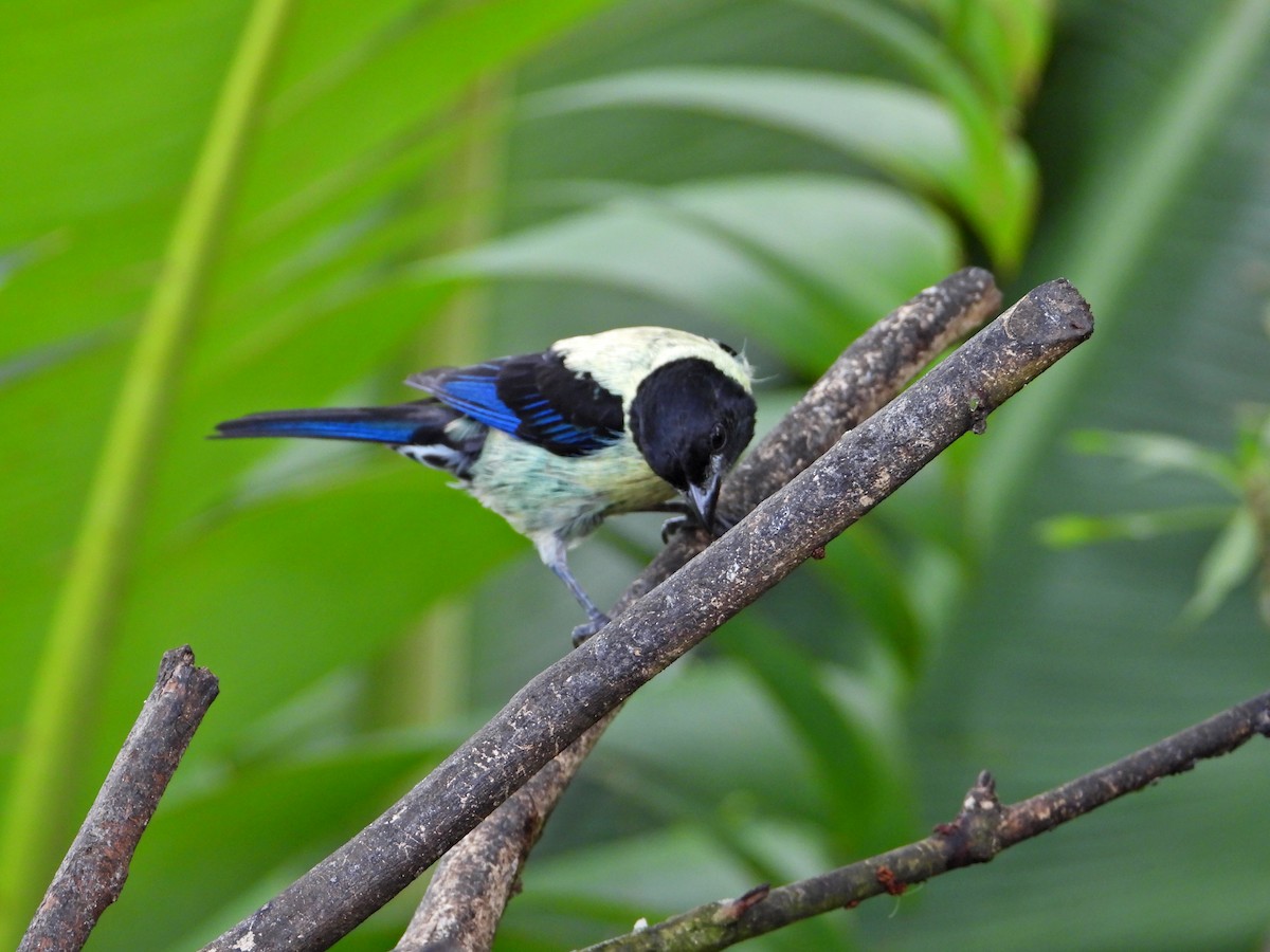 Black-headed Tanager - ML620828716
