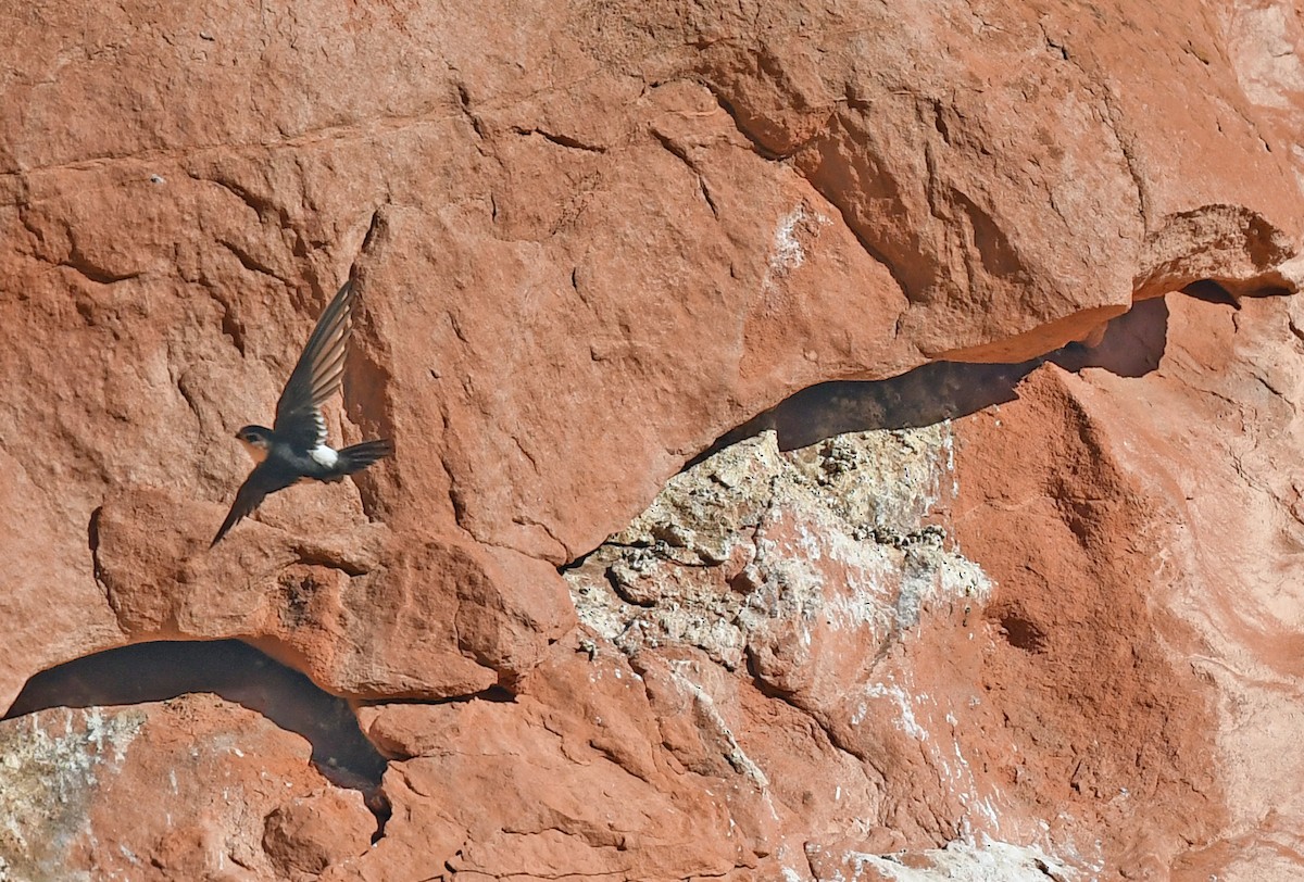 White-throated Swift - ML620828719