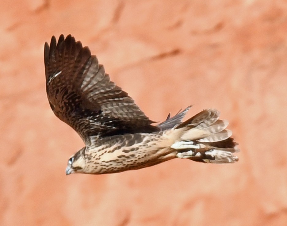 Prairie Falcon - ML620828726