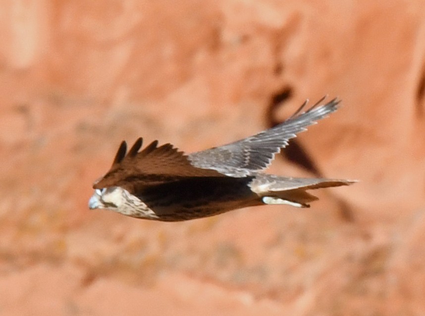 Prairie Falcon - ML620828727