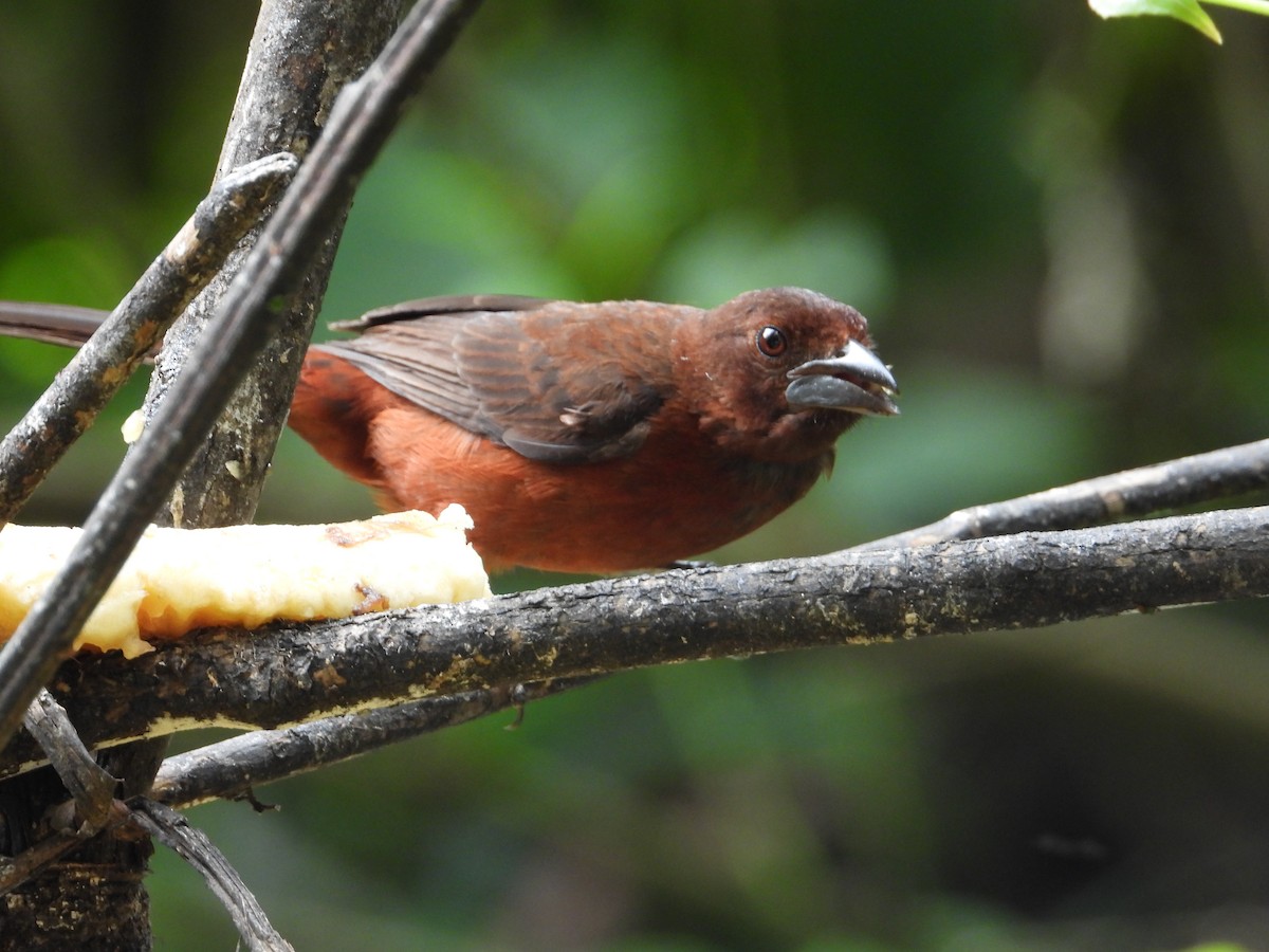 White-lined Tanager - ML620828736