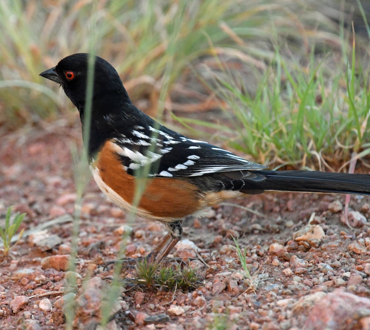 Spotted Towhee - ML620828740