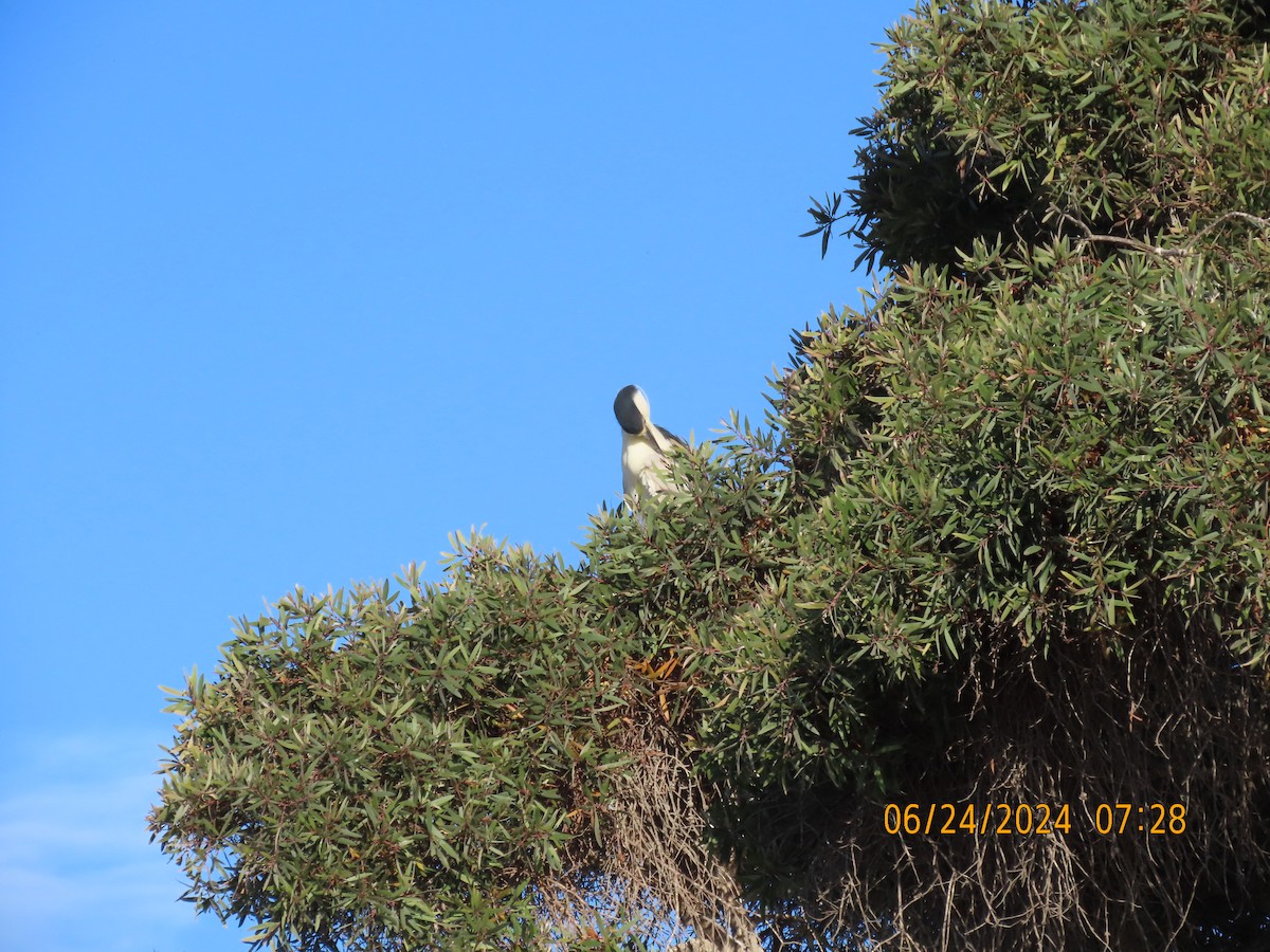 Black-crowned Night Heron - ML620828756