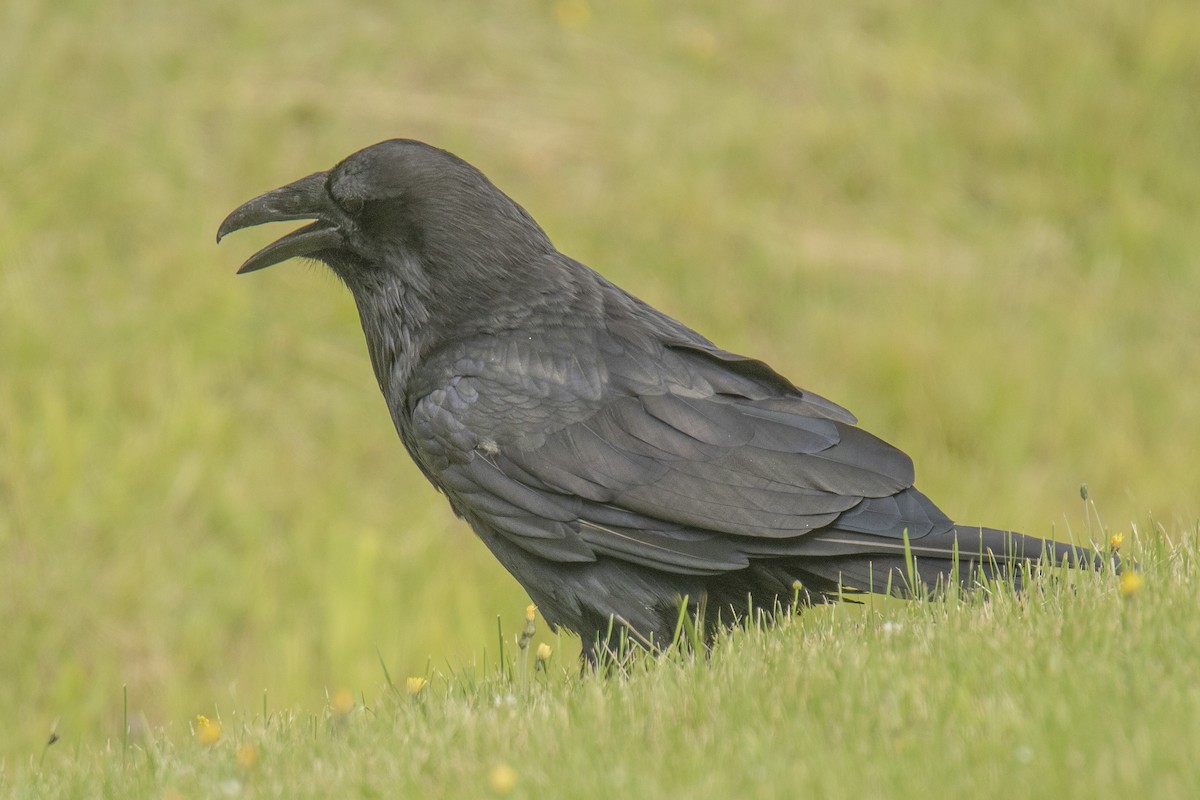 Common Raven - Peter Gadd