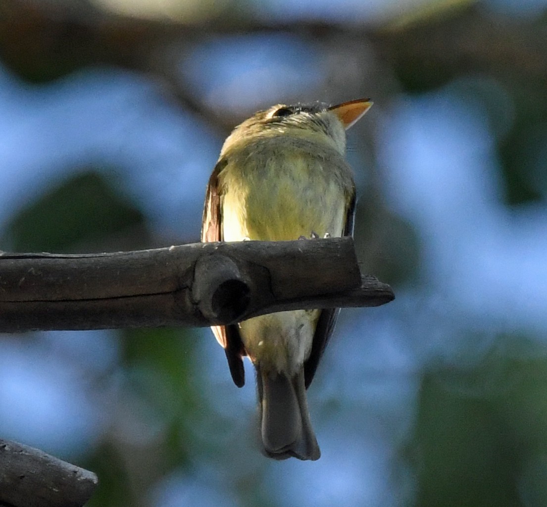 Western Flycatcher (Cordilleran) - ML620828760