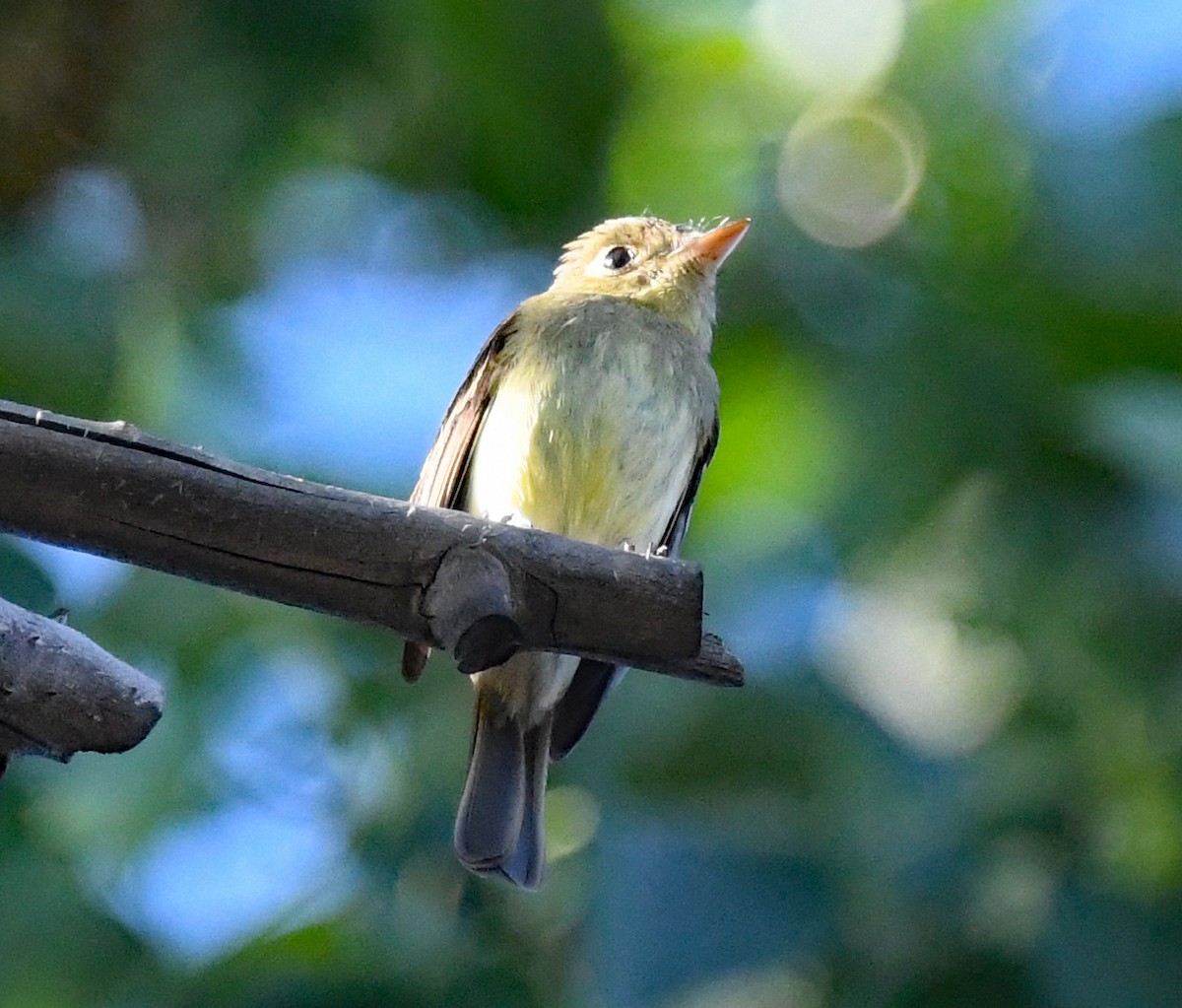 Western Flycatcher (Cordilleran) - Richard Taylor