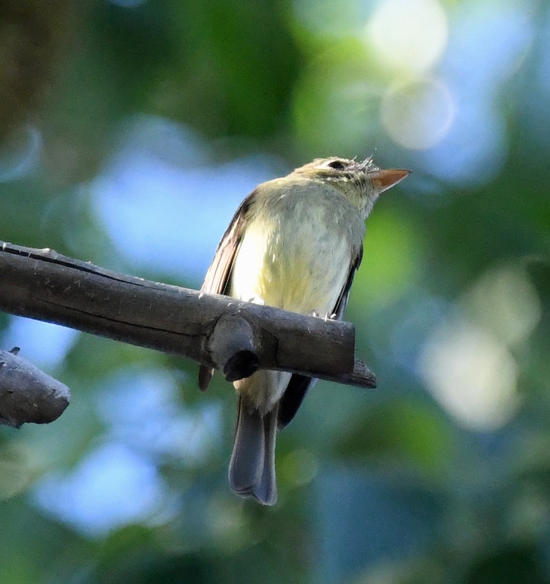 Western Flycatcher (Cordilleran) - ML620828762