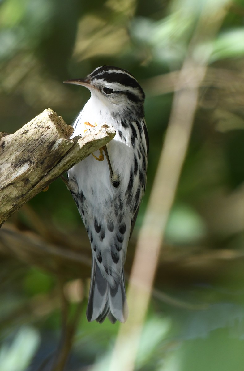 Black-and-white Warbler - ML620828765