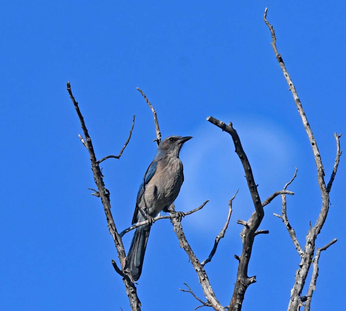 Woodhouse's Scrub-Jay - ML620828774