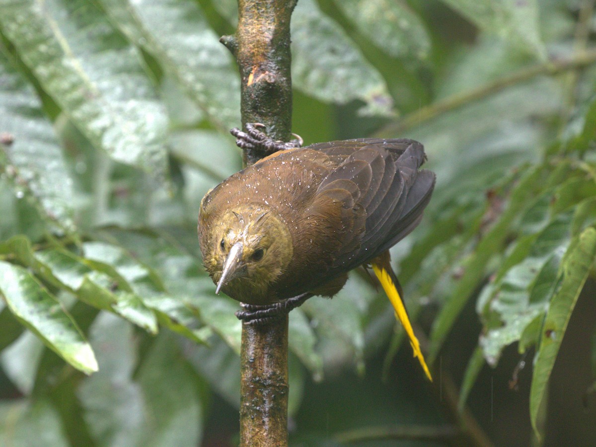 Russet-backed Oropendola (Russet-backed) - ML620828777