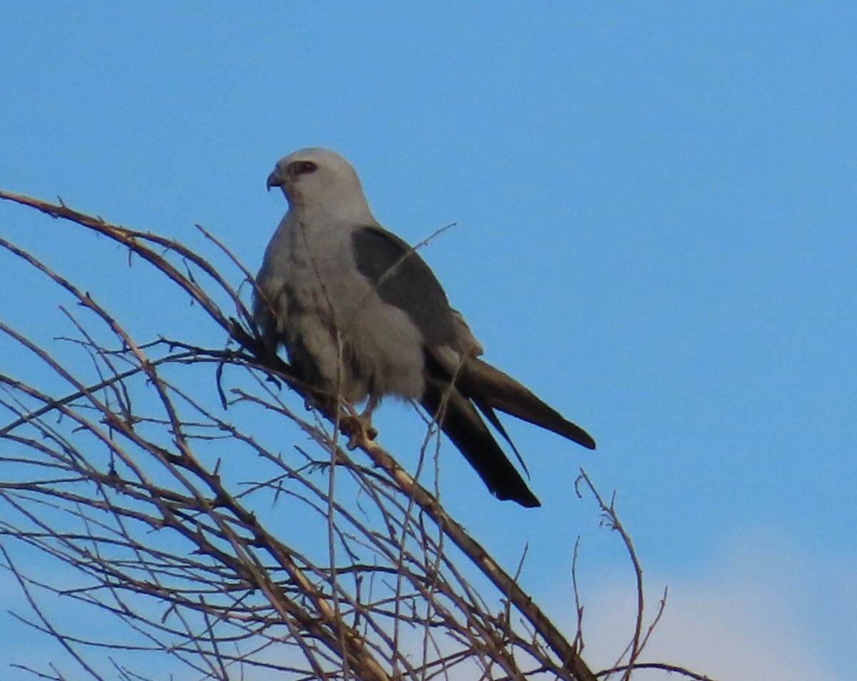 Mississippi Kite - ML620828778