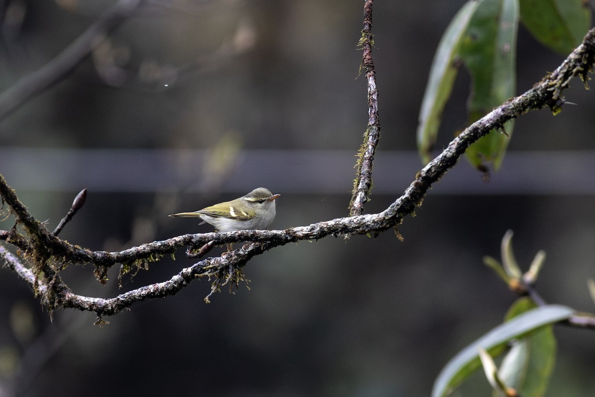 Blyth's Leaf Warbler - ML620828781