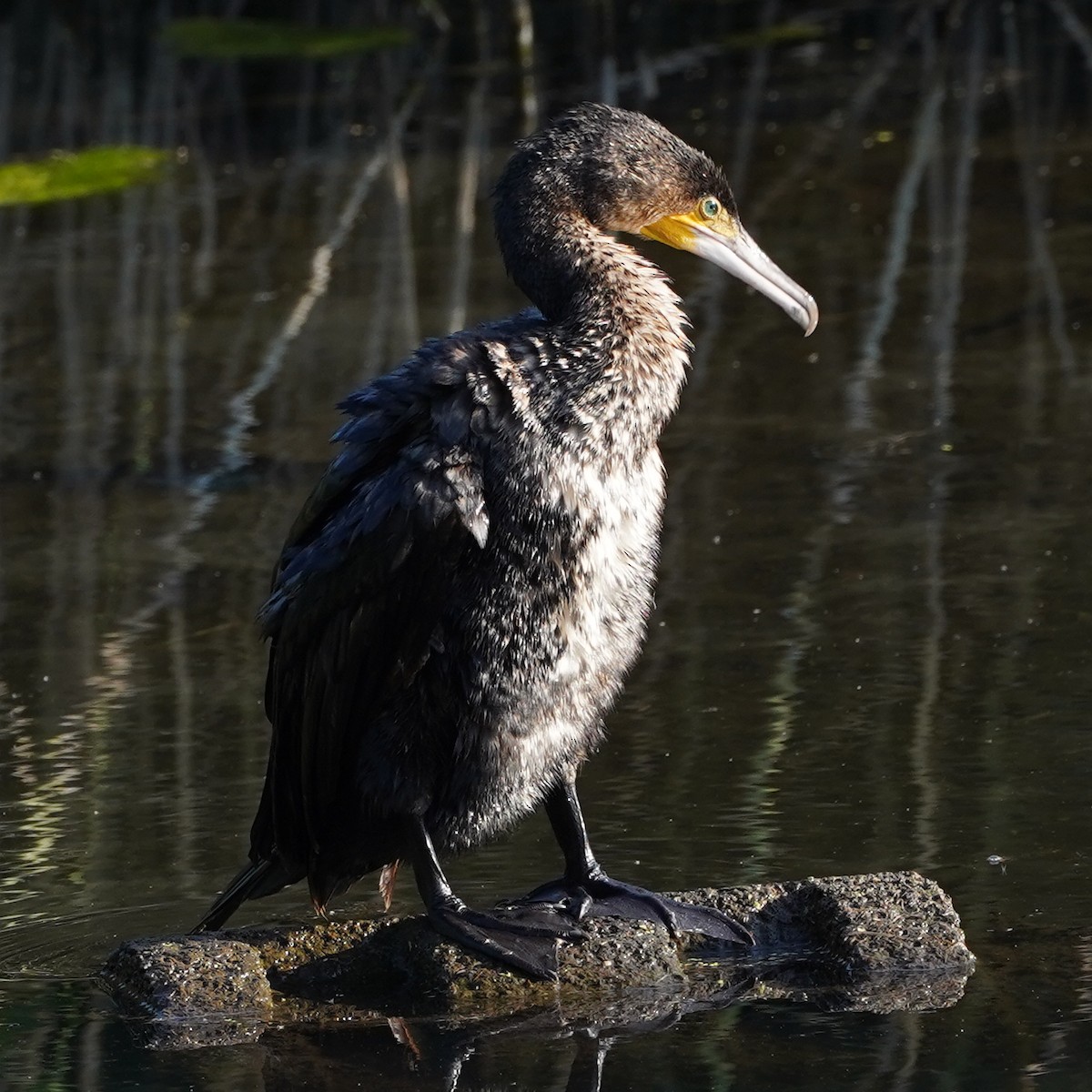 Kormoran (sinensis/hanedae) - ML620828782