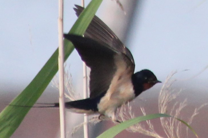 Barn Swallow - ML620828785