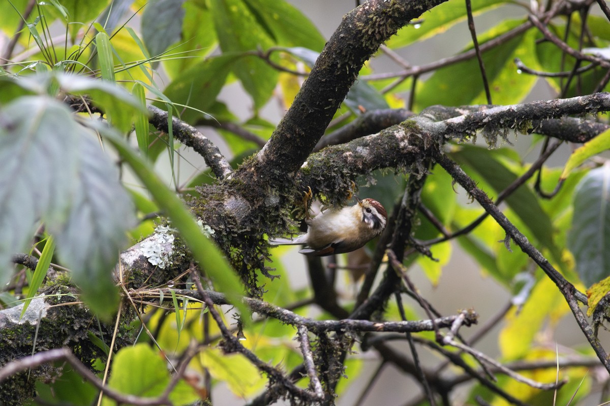 Rufous-winged Fulvetta - ML620828786